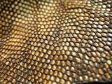 écailles Du Jabot D'un Iguane - 24