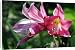 Canvas Prints of Crinum Lilly Florida hybrid from ClownFish Photo