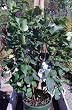 Angel White Lilac Plant Premium Five Gallon
