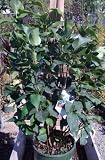 Angel White Lilac Plant Premium Five Gallon