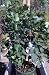 Angel White Lilac Plant Premium Five Gallon