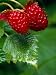 Detail of Salmon Berries, Olympic National Park, USA Photographic Poster Print by Nic...