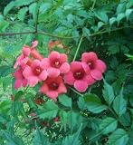 ORANGE TRUMPET VINE 50 SEEDS