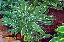 Hosta Ginko Craig - Hardy - Shade Lover