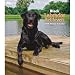 Black Labrador Retrievers 2009 Hardcover Weekly Engagement Calendar
