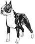 Dog Rubber Stamp - Boston Terrier - 1E