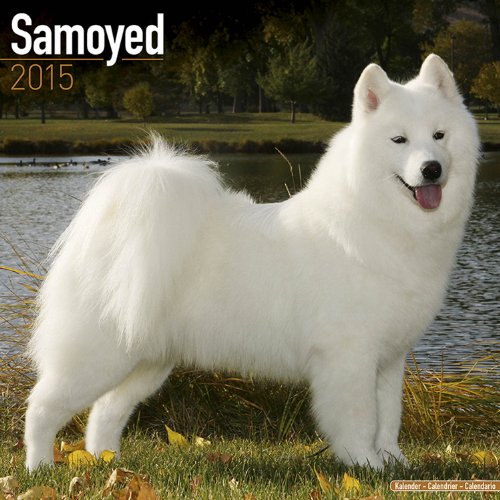 Samoyed Calendar - Breed Specific Samoyed Calendar - 2015 Wall calendars - Dog Calendars - Monthly Wall Calendar by Avonside