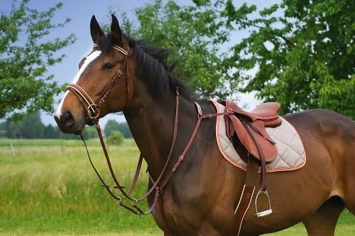 RIDING WORLD'5 points' hunting breastplate - Cob size - Black, Black Elastic