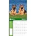 German Shepherds 2017 American Kennel Club Wall Calendar