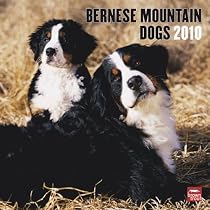 Bernese Mountain Dogs 2010 Square Wall (Multilingual Edition)