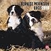 Bernese Mountain Dogs 2010 Square Wall (Multilingual Edition)