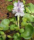 51aEJYel%2BgL. SL160  3 XXL water hyacinth floating plant for garden pond, Eichhornia crassipes Reviews