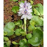 3 XXL Wasserhyazinthe Schwimmpflanze f�r Gartenteichvon "M�hlan Wasserpflanzen"