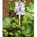 3 XXL Wasserhyazinthe Schwimmpflanze f�r Gartenteich