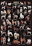 Dogs Poster (#49)