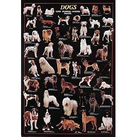 Dogs Poster (#49)