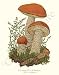 Botanical Mushroom Print: Orange Birch Bolete - Leccinum versipelle
