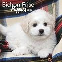 Bichon Frise Puppies 2009 Mini Calendar