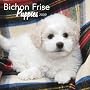 Bichon Frise Puppies 2009 7X7 Mini Wall Calendar