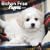 Bichon Frise Puppies 2009 7X7 Mini Wall Calendar