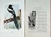 1901 Swaysland Wild Birds Magpie Corvus Pica Colour