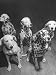 Dalmatians Nedo, Sussex, Smokie, Checkers, and Bingo Bango Belonging to Boston Fire D...