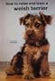 How to Raise and Train a Welsh Terrier