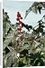 Canvas Prints of Castor Oil Plant from Ardea Wildlife Pets
