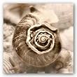 Iridescent Seashell IV by Donna Geissler 12"x12" Art Print Poster