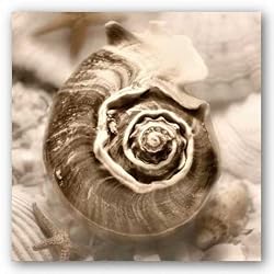 Iridescent Seashell IV by Donna Geissler 12"x12" Art Print Poster