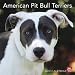 American Pit Bull Terriers 2010 Wall Calendar
