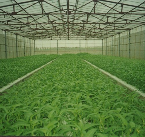 Vegetable Green-organic，200+spinach Seeds ...