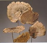 Sponge Mushrooms 18 inches Tall Including Stems, Package of 6
