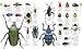 The Natural History Book: The Ultimate Visual Guide to Everything on Earth. [Editors, Becky Alexander ... [Et Al.] (Dk) at Amazon Books: 51aGUfLWOmL._SL75_