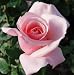 3 Bare Root Rose Bushes for $12.99