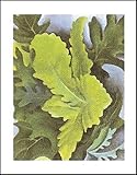 (11x14) Georgia O'Keeffe Green Oak Leaves 1923 Art Print Poster