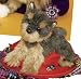 Camilla Yorkie 12" Plush Stuffed Animal Dog by Douglas Cuddle Toy