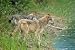 Rocky Mountain Grey Wolves - 36
