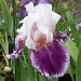 Iris Ringo