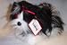 Douglas 13 Black & White Shin-Tzu Dog