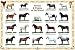 Poster Horses & Ponies(rs)
