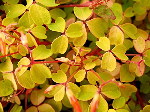 Velvet Sunset Shamrock - Oxalis - 3