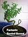 Desert Holly Berry 25 Seeds- Mahonia - Bonsai