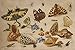 Artifact Puzzles - Kessel Shells Wooden Jigsaw Puzzle