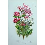 C1870 アンプラットはみすぼらしいロビンの Catchfly の Campion を植えます
