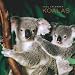 Koalas 2009 Square Wall Calendar (Multilingual Edition)