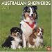 Australian Shepherds 2011 Square 12X12 Wall