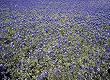 Bluebonnets in Texas Hill Country Photograph - Beautiful 16"x20" Photographic Print by Carol M. Highsmith