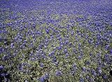 Bluebonnets in Texas Hill Country Photograph - Beautiful 16x20 Photographic Print by Carol M. Highsmith