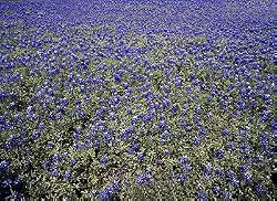 Bluebonnets in Texas Hill Country Photograph - Beautiful 16"x20" Photographic Print by Carol M. Highsmith